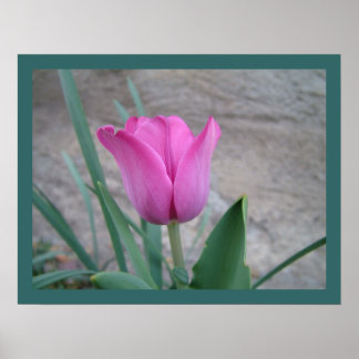 Impression Tulipe rose