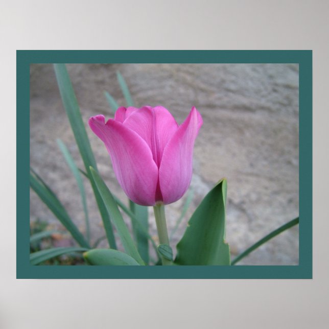 Impression Tulipe rose (Devant)