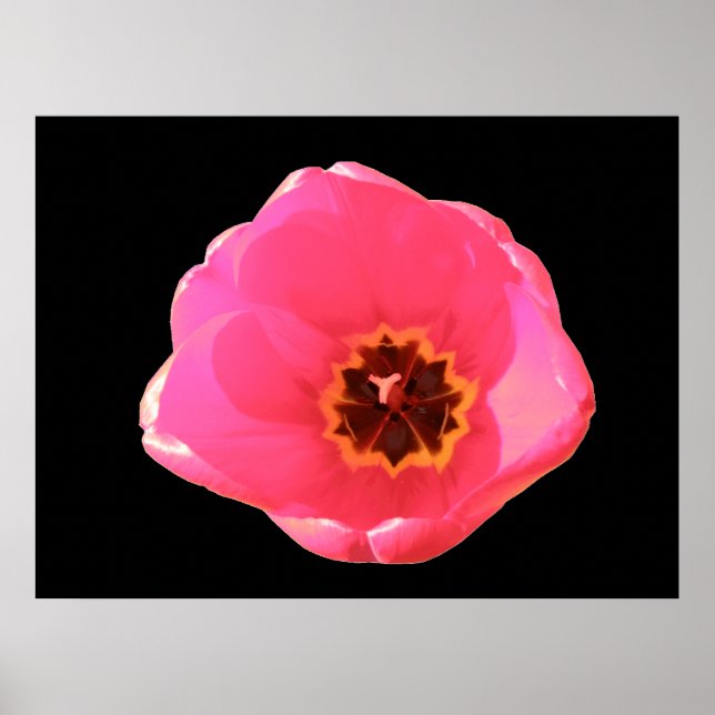 Impression Tulipe rose (Devant)