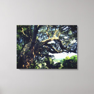Impression unique de la photo de l'ancien arbre