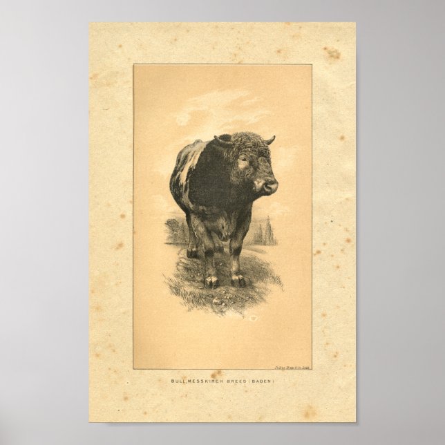 Impression vintage Bull 1888 (Devant)