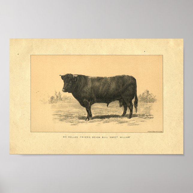 Impression vintage Bull 1888 (Devant)