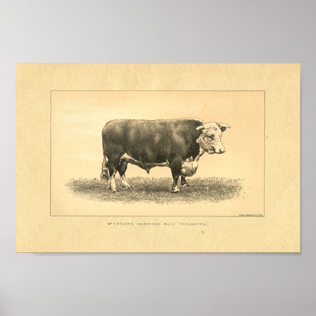 Impression vintage Bull 1888 (Devant)