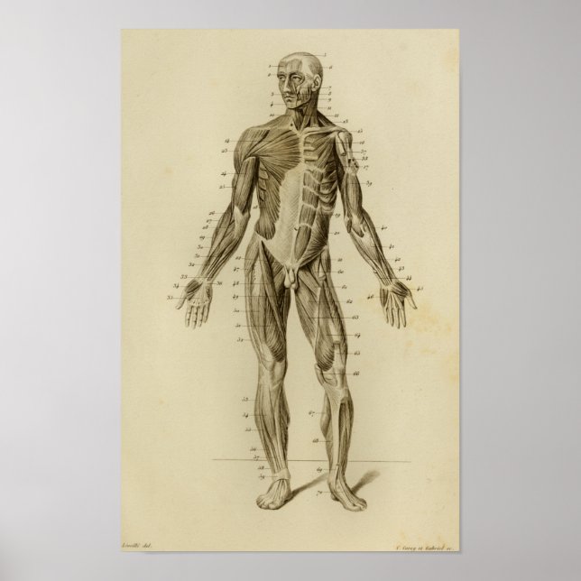 Impression Vintage de l'anatomie musculaire (Devant)