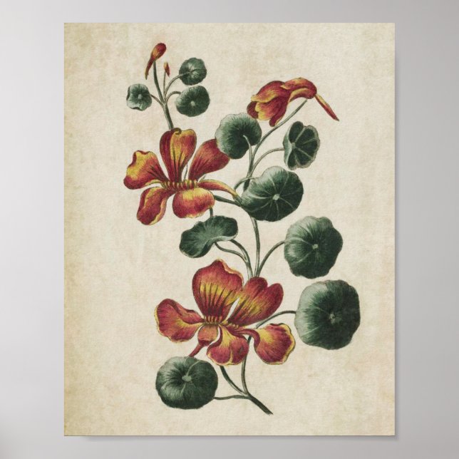 Impression vintage de Nasturtium floral (Devant)