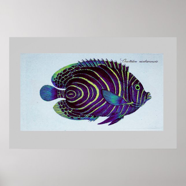 Impression vintage de poisson-ange (Devant)