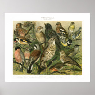 Impression vintage d'oiseaux chanteurs