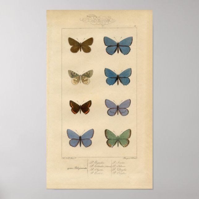 Impression vintage - Polyommatus - papillons et pa (Devant)