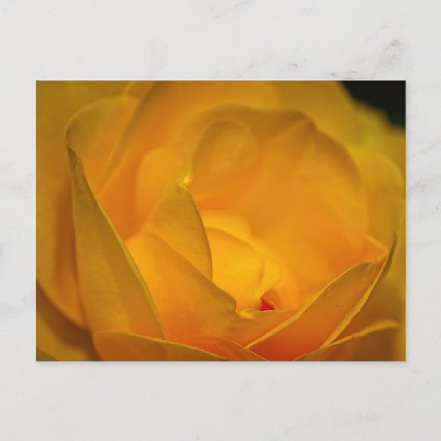 Impressionist Yellow Rose Petals Postkarte (Vorderseite)