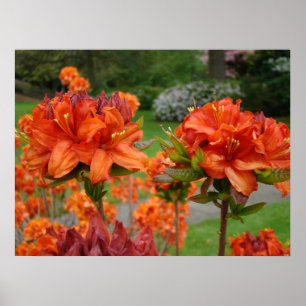 IMPRESSIONS D'ART DE BUREAU AZALÉES 25 Jardin d'Az
