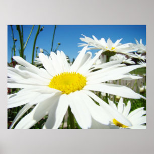 Impressions d'art de fleurs de marguerite Margueri