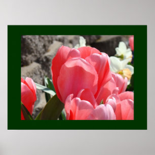 Impressions d'art de fleurs de tulipes roses Jardi