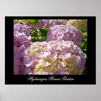 Impressions d'art de fleurs d'hortensia rose Botan