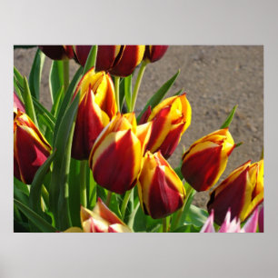 Impressions d'art de jardin de tulipes cadeaux Tul