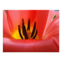 Impressions d'art de photographie d'art Tulipe rou