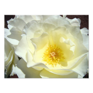 Impressions d'art de photographie de fleurs de ros