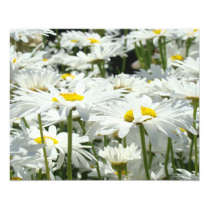 Impressions d'art de photographie de nature Fleurs