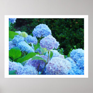Impressions d'art décoratives fleurs d'hortensia b