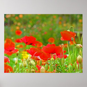 Impressions d'art fin champ de fleurs de pavot Coq