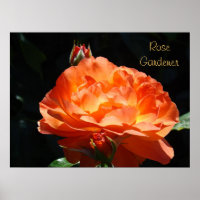 Impressions d'art fin de jardinier de roses Roses