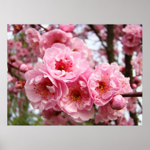 Impressions d'art fin Fleurs de cerisier rose Prin