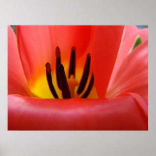 Impressions d'art fin Fleurs de tulipes rouges Flo