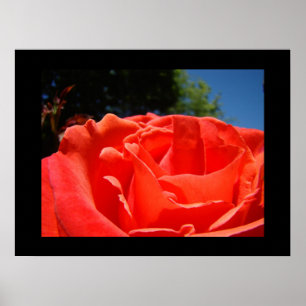 Impressions d'art fin Roses Fleur Rouge Jardin de