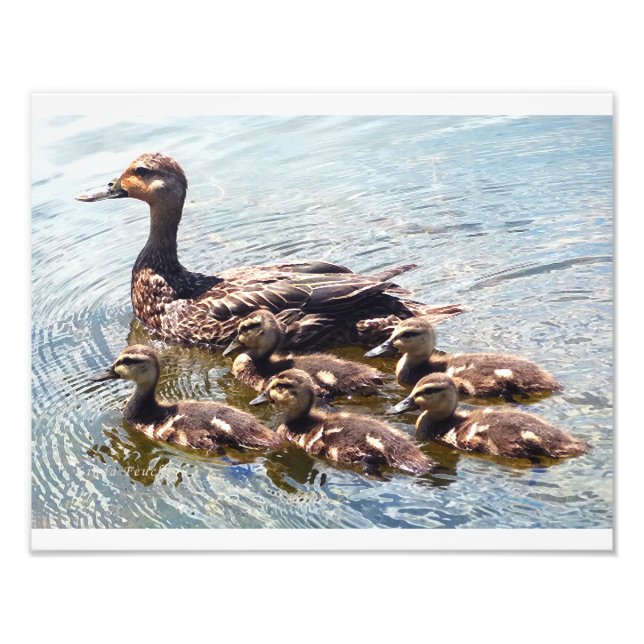 Impressions de la photographie du canard et du can (Devant)