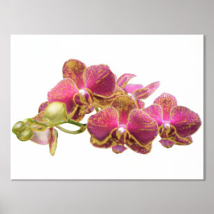 Impressions Dorure Accessoires à huile gauche sur les orchidées rouge