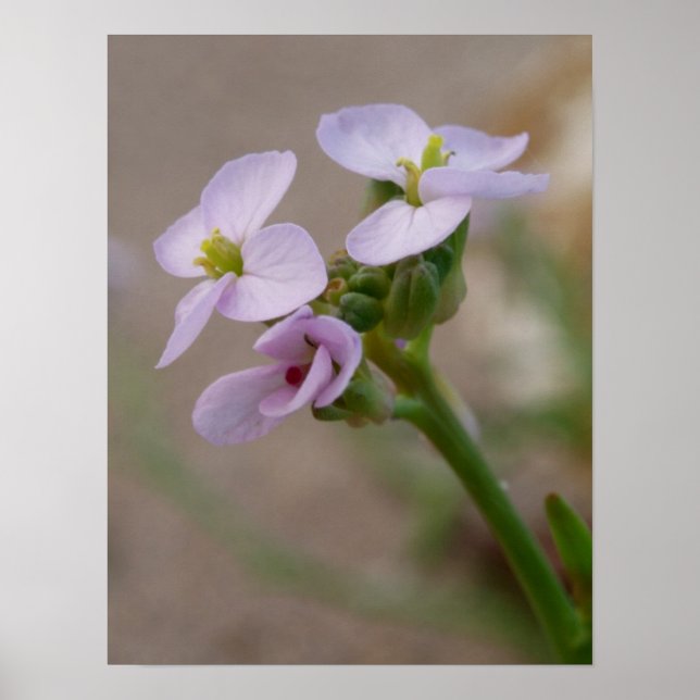 Impressions photographiques florales (Devant)