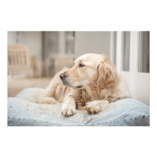 Imprimante photo de haute qualité Golden Retrieve