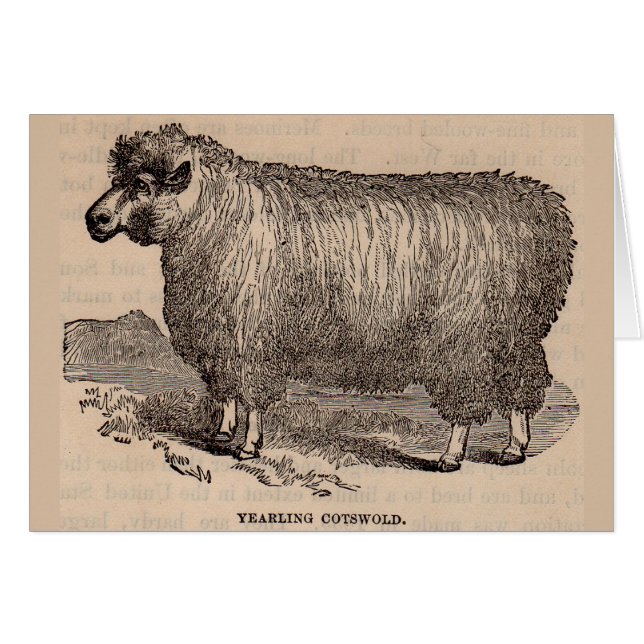 Imprimé au 19e siècle année Cotswold brebis (Devant Horizontal)