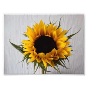 Imprimer la photo de tournesol