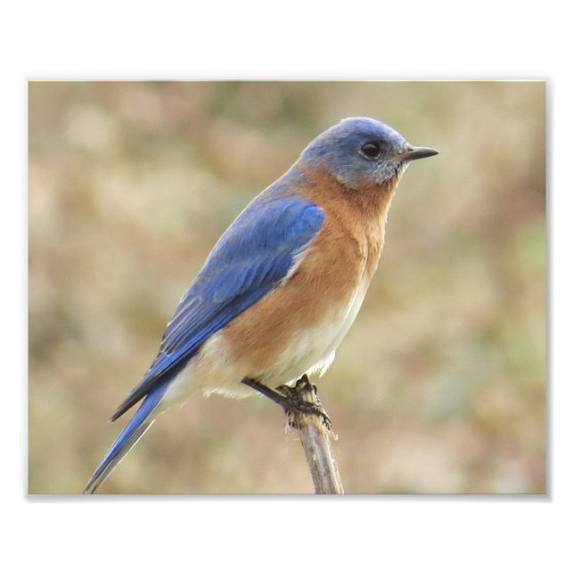 Imprimer la photo d'Eastern Bluebird (Devant)