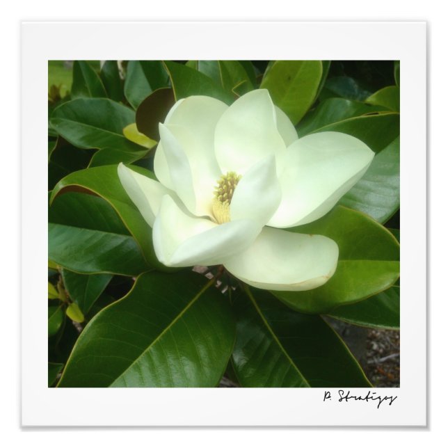 Imprimer la photo Magnolia Bloom (Devant)