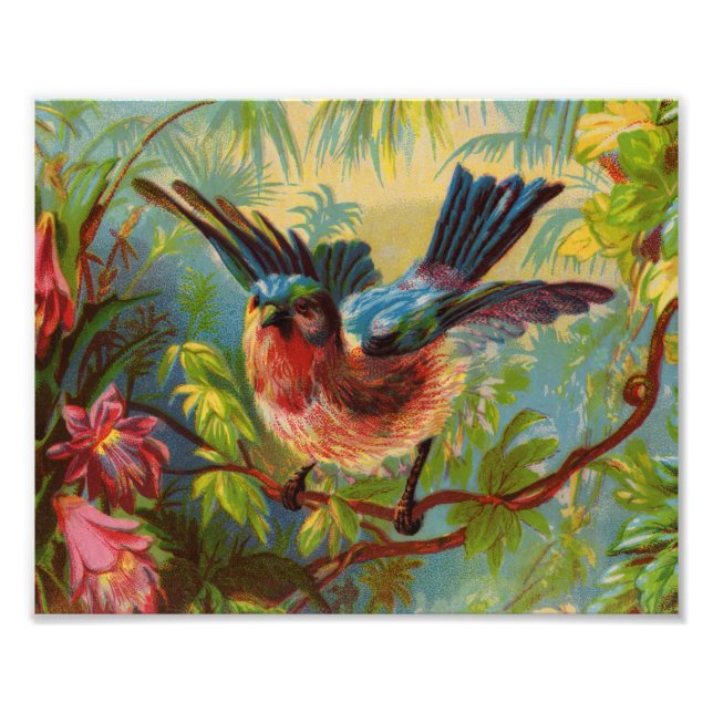 Imprimer photo de Bluebird été (Devant)