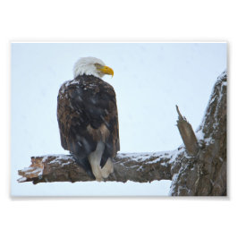 Imprimer photo hiver de l'aigle à tête blanche