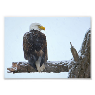 Imprimer photo hiver de l'aigle à tête blanche