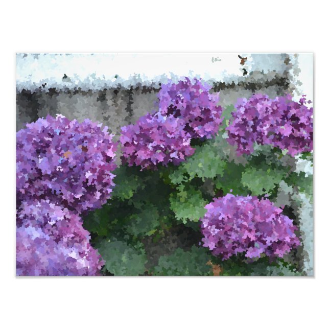 Imprimer photo impressionniste Hydrangea (Devant)