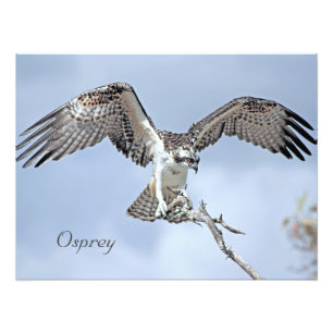 Imprimer photo Osprey