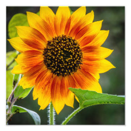 Imprimer photo tournesol