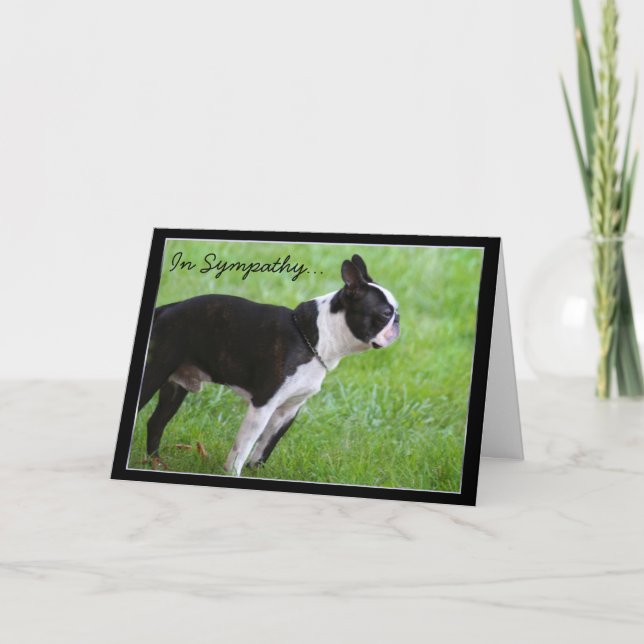 In Beileid Boston Terrier Grußkarte Karte (Vorderseite)