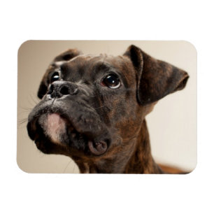 In Brindle Boxer puppy looking up curiously. Magnet
