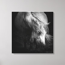 In das Licht - Dartmoor Pony, schöne Kunst