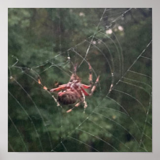 In das Netz (Spinne auf Netz) Poster