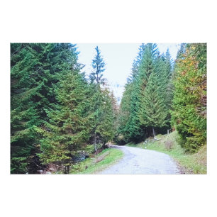 In den Herzenswald - Wilde Natur Rumänien Fotodruck