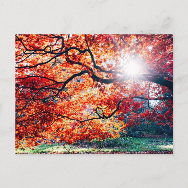 IN DEN MAGISCHEN FARBEN DER POSTKARTE (Vorderseite)