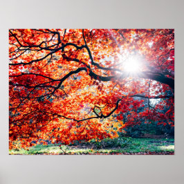 IN DEN MAGISCHEN FARBEN DER UMGEBUNG POSTER