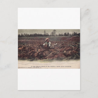 In den Tabakfeldern der alten Virginia Postkarte