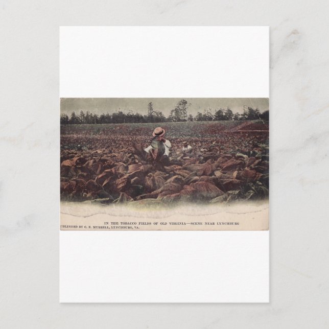 In den Tabakfeldern der alten Virginia Postkarte (Vorderseite)